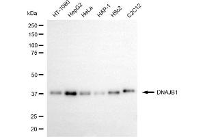Western blotting analysis using DNAJB1 antibody (ABIN7798375).