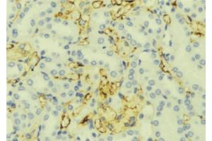 ABIN6276917 at 1/100 staining Mouse liver tissue by IHC-P. (RPGR antibody  (C-Term))