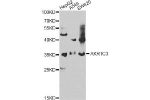 Western blot analysis of extracts of various cell lines, using AKR1C3 antibody. (AKR1C3 antibody)