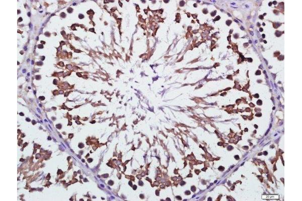 RNF138 antibody  (AA 90-130)