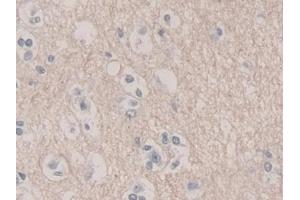 Detection of UCRP in Human Cerebrum Tissue using Polyclonal Antibody to Ubiquitin Cross Reactive Protein (UCRP) (CLRN1 Antisense RNA 1 (CLRN1-AS1) (AA 2-157) antibody)