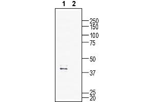 Western blot analysis of rat dorsal root ganglia lysate:1.