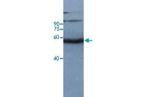 Western blot analysis of rice leaf tissue at seeding stage with Os11g0163600 polyclonal antibody  at 1:10000 dilution. (OS11G0163600 antibody)