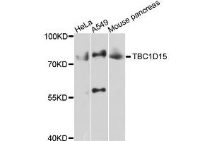 Western blot analysis of extracts of various cells, using TBC1D15 antibody. (TBC1D15 antibody)
