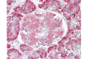Anti-PDIA2 antibody IHC of human pancreas. (PDIA2 antibody  (AA 477-489))