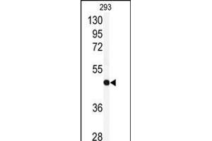 Western blot analysis of anti-RFC3 Antibody (Center) (ABIN389382 and ABIN2839477) in 293 cell line lysates (35 μg/lane). (RFC3 antibody  (AA 121-150))