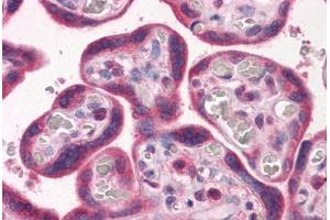 Anti-VEGFR-1 antibody IHC staining of human placenta. (FLT1 antibody  (AA 1251-1338))