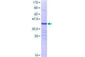 SEMA6B Protein (AA 28-126) (GST tag)