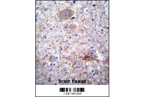 PCDHA7 Antibody immunohistochemistry analysis in formalin fixed and paraffin embedded human brain tissue followed by peroxidase conjugation of the secondary antibody and DAB staining. (PCDHA7 antibody  (AA 272-300))