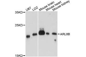 Western blot analysis of extracts of various cell lines, using ARL8B antibody (ABIN5995750) at 1:3000 dilution.