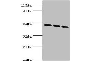 Western blot All lanes: WIPI1 antibody at 6 μg/mL Lane 1: 293T whole cell lysate Lane 2: NIH/3T3 whole cell lysate Lane 3: Mouse skeletal muscle tissue Secondary Goat polyclonal to rabbit IgG at 1/10000 dilution Predicted band size: 49 kDa Observed band size: 49 kDa (WIPI1 antibody  (AA 187-446))