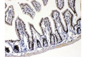 IHC testing of FFPE mouse intestine with E2F4 antibody at 1ug/ml. (E2F4 antibody  (AA 106-144))