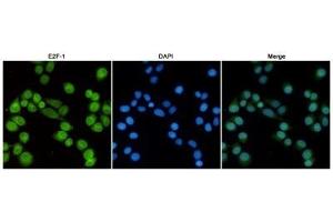 Immunofluorescent analysis of Hela cells fixed with 4 % Paraformaldehyde and using anti-E2F-1 mouse mAb (dilution 1:100). (E2F1 antibody)