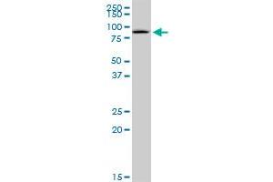 GSTCD MaxPab polyclonal antibody. (GSTCD antibody  (AA 1-632))