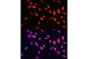 Immunofluorescence analysis of NIH-3T3 cells using MonoMethyl-Histone H2B-K5 antibody (ABIN7267735) at dilution of 1:100. (Histone H2B antibody  (meLys5))