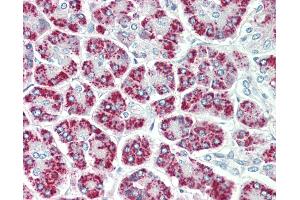 Anti-EEF1E1 / AIMP3 / p18 antibody IHC staining of human pancreas. (EEF1E1 antibody  (AA 17-29))
