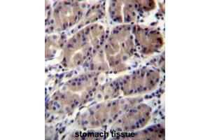 RNF5 Antibody (Center) immunohistochemistry analysis in formalin fixed and paraffin embedded human stomach tissue followed by peroxidase conjugation of the secondary antibody and DAB staining. (RNF5 antibody  (Middle Region))