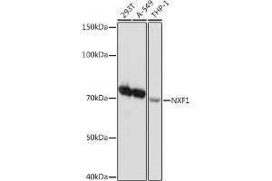 Western blot analysis of extracts of various cell lines, using NXF1 Rabbit mAb (ABIN7269023) at 1:1000 dilution. (NXF1 antibody)
