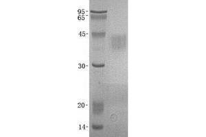 Validation with Western Blot (TREM1 Protein)