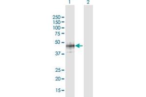 Western Blot analysis of B3GAT1 expression in transfected 293T cell line by B3GAT1 MaxPab polyclonal antibody. (CD57 antibody  (AA 1-334))