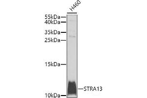 Western blot analysis of extracts of H460 cells using STRA13 Polyclonal Antibody at dilution of 1:1000. (STRA13 antibody)