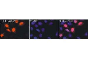 Immunofluorescence (IF) image for anti-HA-Tag antibody (ABIN1107479) (HA-Tag antibody)