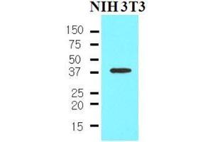 The cell lysates of NIH3T3 (35 ug) were resolved by SDS-PAGE, transferred to nitrocellulose membrane and probed with anti-human Nanog (1:500). (Nanog antibody  (AA 1-154))