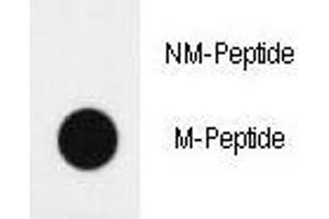 Dot blot analysis of H4 antibody (Methyl 2/methylation-specific). (HIST1H4A antibody  (meLys20))