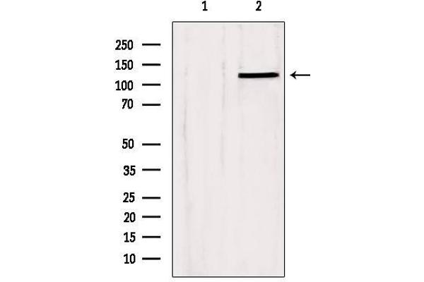 SLC24A1 antibody  (N-Term)