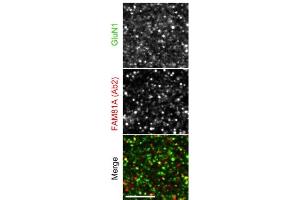 anti-Glutamate Receptor, Ionotropic, N-Methyl D-Aspartate 1 (GRIN1) (AA 42-361), (Extracellular), (N-Term) antibody