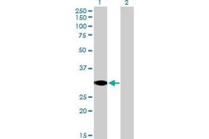 Western Blot analysis of SCP2 expression in transfected 293T cell line by SCP2 MaxPab polyclonal antibody.