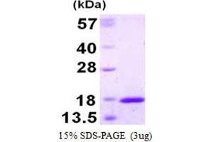 Image no. 1 for Thioredoxin-Like 4A (TXNL4A) (AA 1-142) protein (His tag) (ABIN1098283)