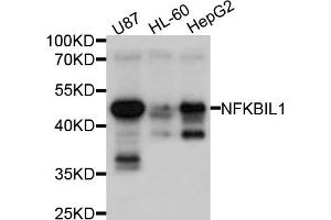 Western blot analysis of extracts of various cell lines, using NFKBIL1 antibody (ABIN4904528) at 1:1000 dilution.