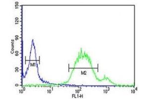 WNT5A antibody flow cytometric analysis of HeLa cells (green) compared to a negative control (blue). (WNT5A antibody  (AA 185-213))