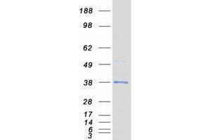 Validation with Western Blot (TPSG1 Protein (Myc-DYKDDDDK Tag))