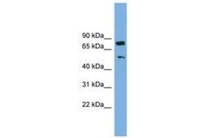 Image no. 1 for anti-RNA Binding Motif Protein 42 (RBM42) (AA 323-372) antibody (ABIN6744702) (RBM42 antibody  (AA 323-372))