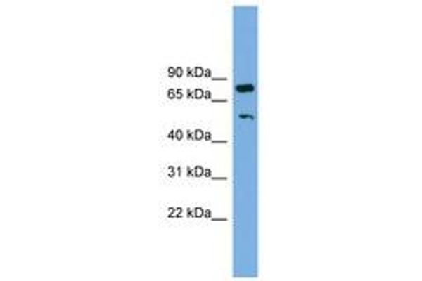 RBM42 Antikörper  (AA 323-372)