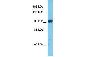 Host:  Rabbit  Target Name:  JADE3  Sample Type:  COLO205 Whole Cell lysates  Antibody Dilution:  1. (PHF16 antibody  (C-Term))