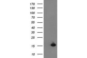 Image no. 1 for anti-Ubiquitin-Like 4A (UBL4A) antibody (ABIN1501651) (UBL4A antibody)