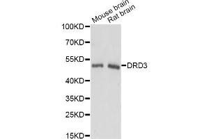 Western blot analysis of extracts of various cell lines, using DRD3 antibody (ABIN6290321) at 1:3000 dilution. (DRD3 antibody)