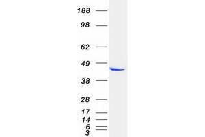 Validation with Western Blot (PRKAR2A Protein (Myc-DYKDDDDK Tag))