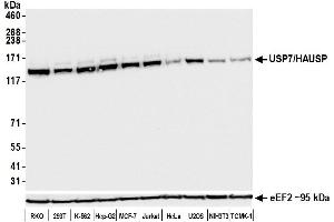 Western Blotting (WB) image for anti-Ubiquitin Specific Peptidase 7 (Herpes Virus-Associated) (USP7) (AA 1-50) antibody (ABIN7453991) (Recombinant USP7 antibody  (AA 1-50))