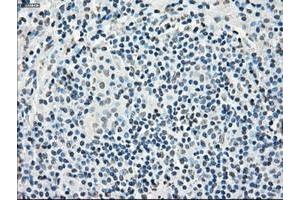 Image no. 9 for anti-P450 (Cytochrome) Oxidoreductase (POR) antibody (ABIN1497744) (POR antibody)