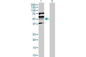 Western Blot analysis of KLF15 expression in transfected 293T cell line by KLF15 MaxPab polyclonal antibody. (KLF15 antibody  (AA 1-416))