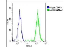 Overlay histogram showing SK-OV-3 cells stained with (ABIN656548 and ABIN2845810)(green line). (KERA antibody  (C-Term))