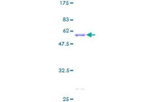 HLA-DPA1 Protein (AA 1-260) (GST tag)