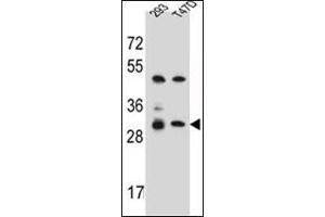 Western blot analysis of OR4P4 Antibody (C-term) in 293, T47D cell line lysates (35ug/lane).