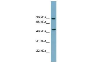 SMPD2 antibody used at 1 ug/ml to detect target protein.