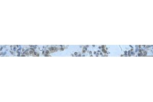 Rabbit Anti-RBM8A Antibody       Paraffin Embedded Tissue:  Human alveolar cell   Cellular Data:  Epithelial cells of renal tubule  Antibody Concentration:   4. (RBM8A antibody  (N-Term))