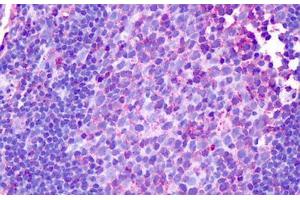 Anti-HRH1 / H1 Receptor antibody IHC staining of human tonsil. (HRH1 antibody  (Cytoplasmic Domain))
